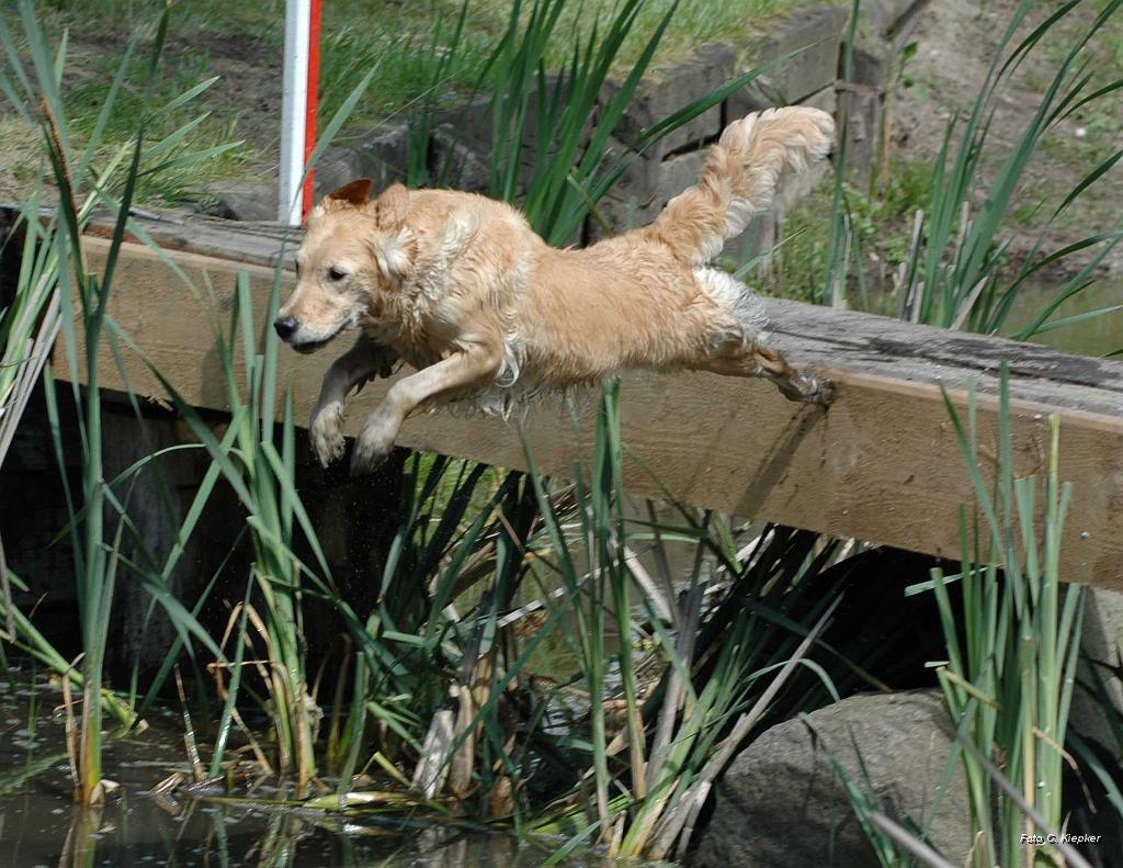 Schlottes Elske im Sprung2.JPG - Reni im Sprung von der Brücke, eines meiner Lieblingsbilder, zeigt es sie doch wie sie ist, voller Lebensfreude und Schwung.